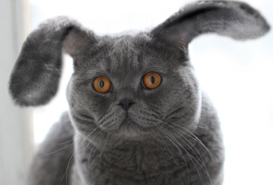 Котята с висячими ушками