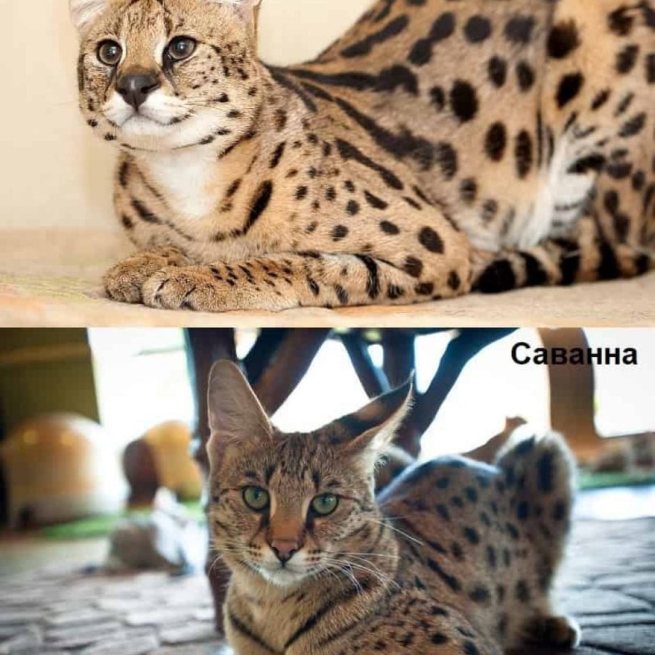 Кошачьи с круглыми ушами