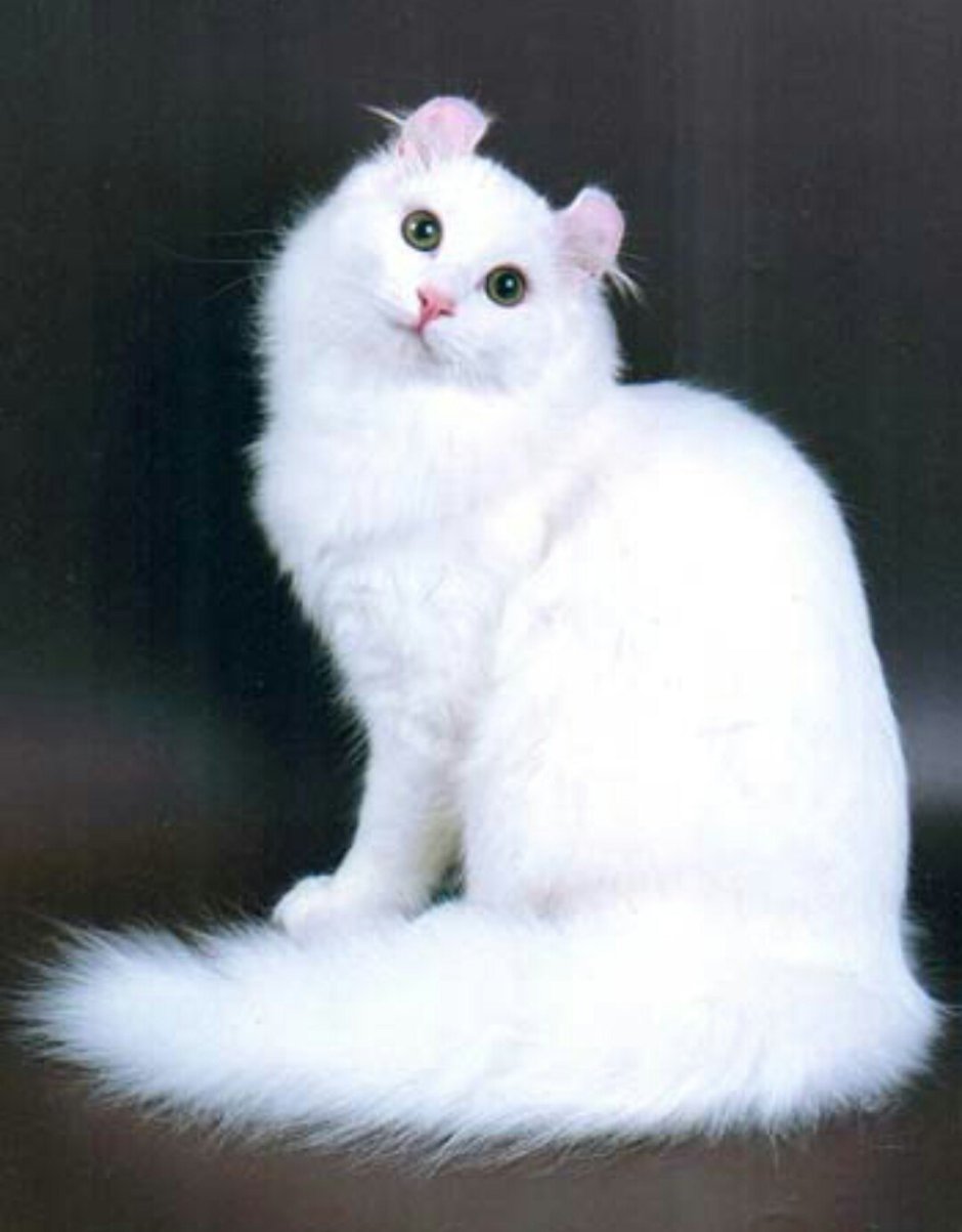 Кот американский керл белый