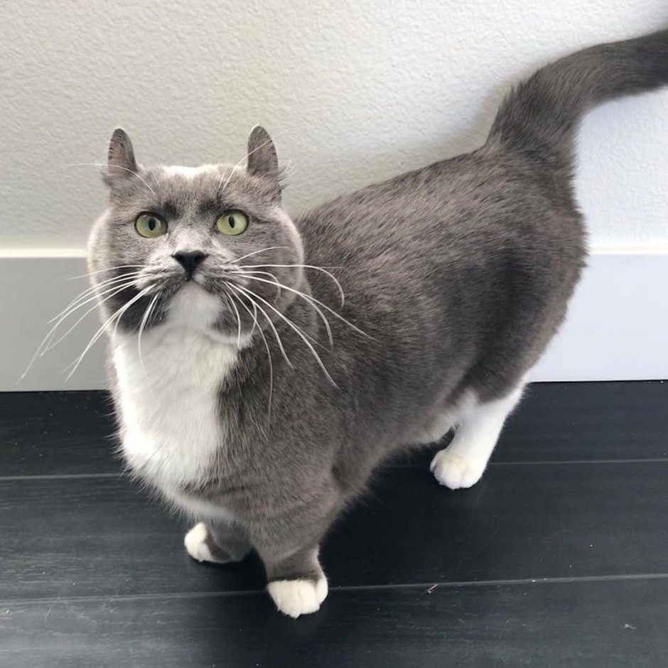 Кинкалоу, керл, Манчкин