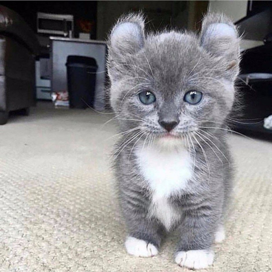 Порода кинкалоу