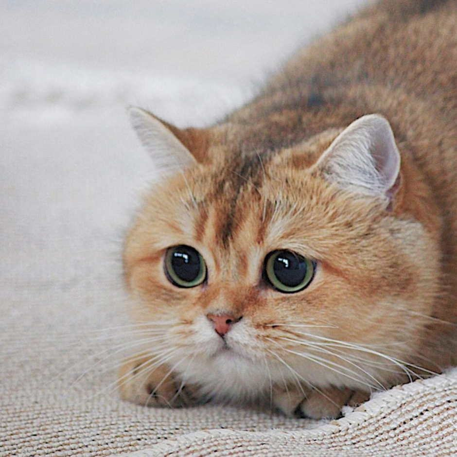 Британская Золотая шиншилла Щекастая