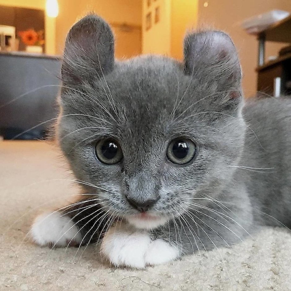 Манчкин кинкалоу