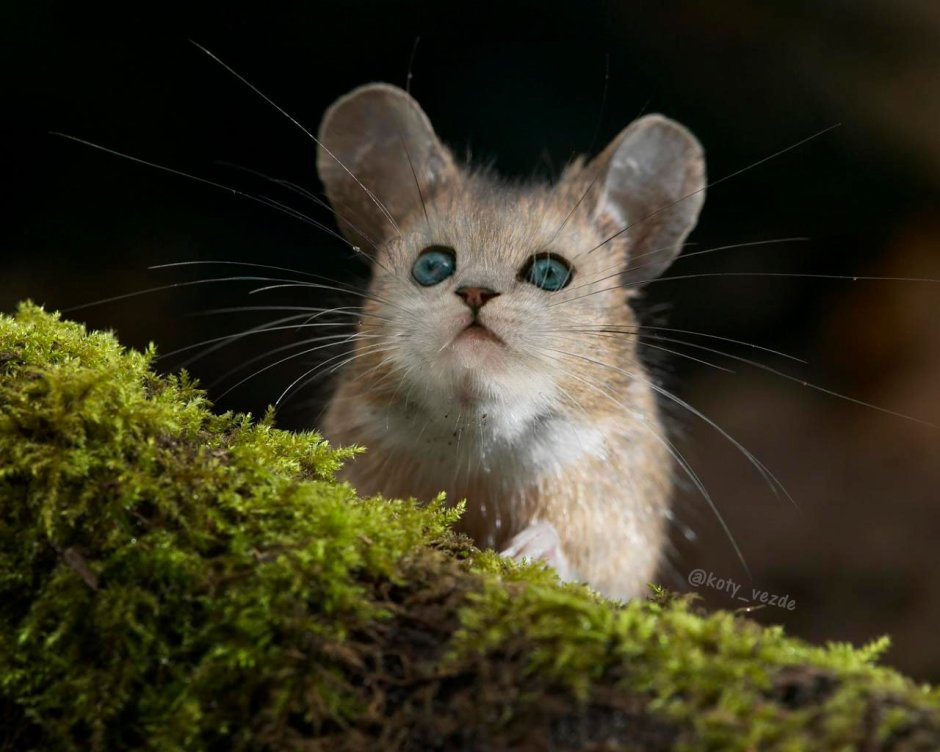 Животные с кошачьими мордами