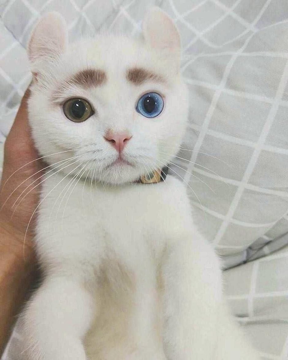 Котята с круглыми ушками