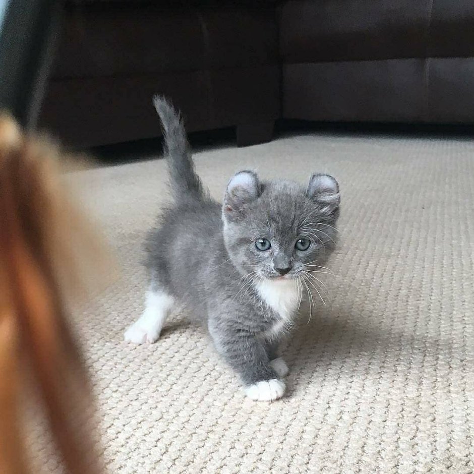 Манчкин кот дымчатый