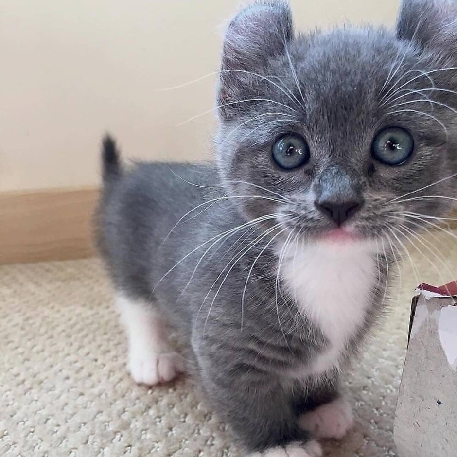 Манчкин кинкалоу