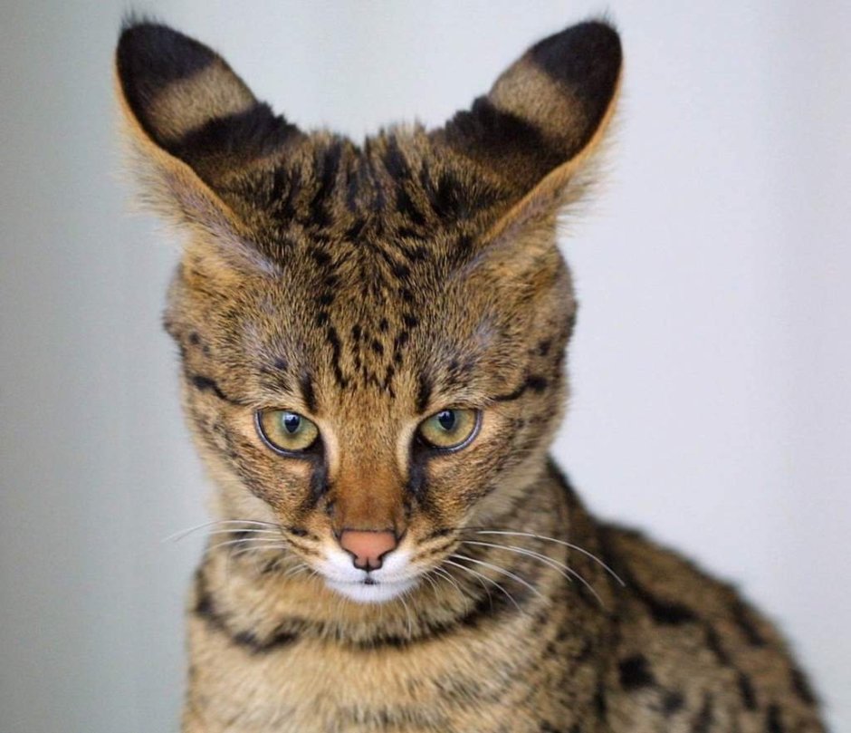 Камышовый кот