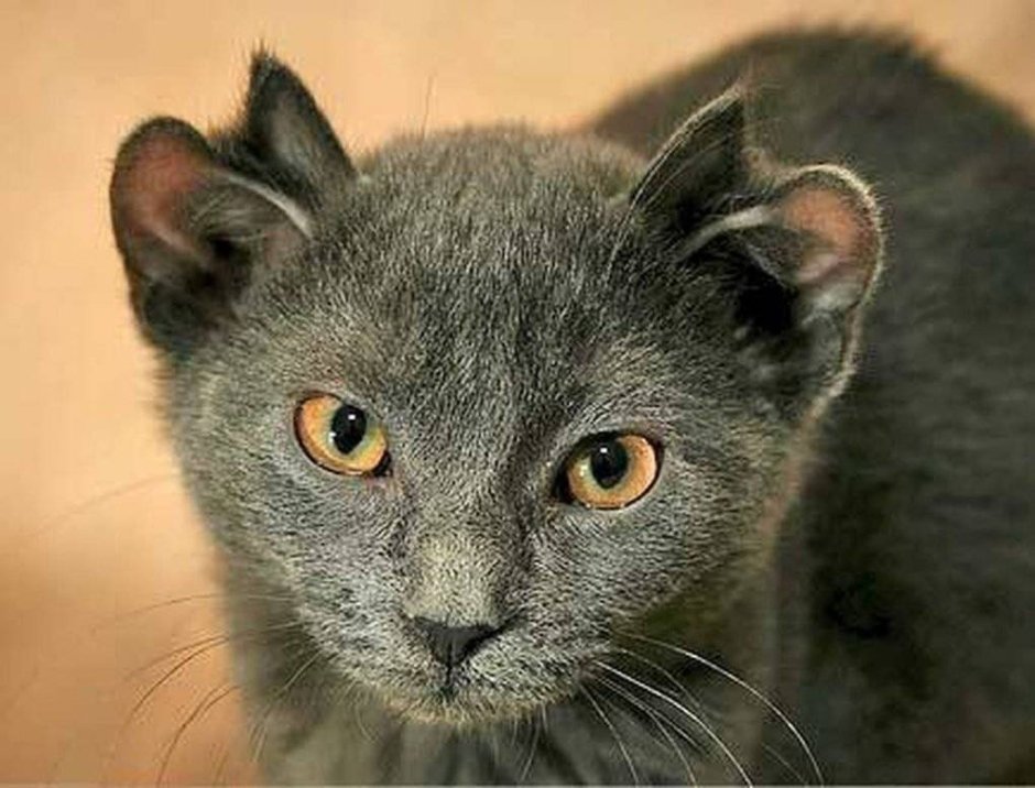 Четырехухий кот йода