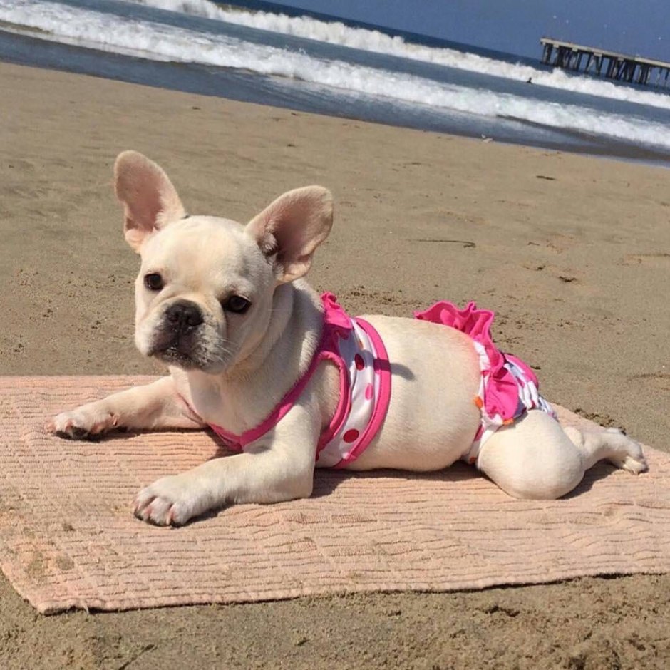 Собака в купальнике