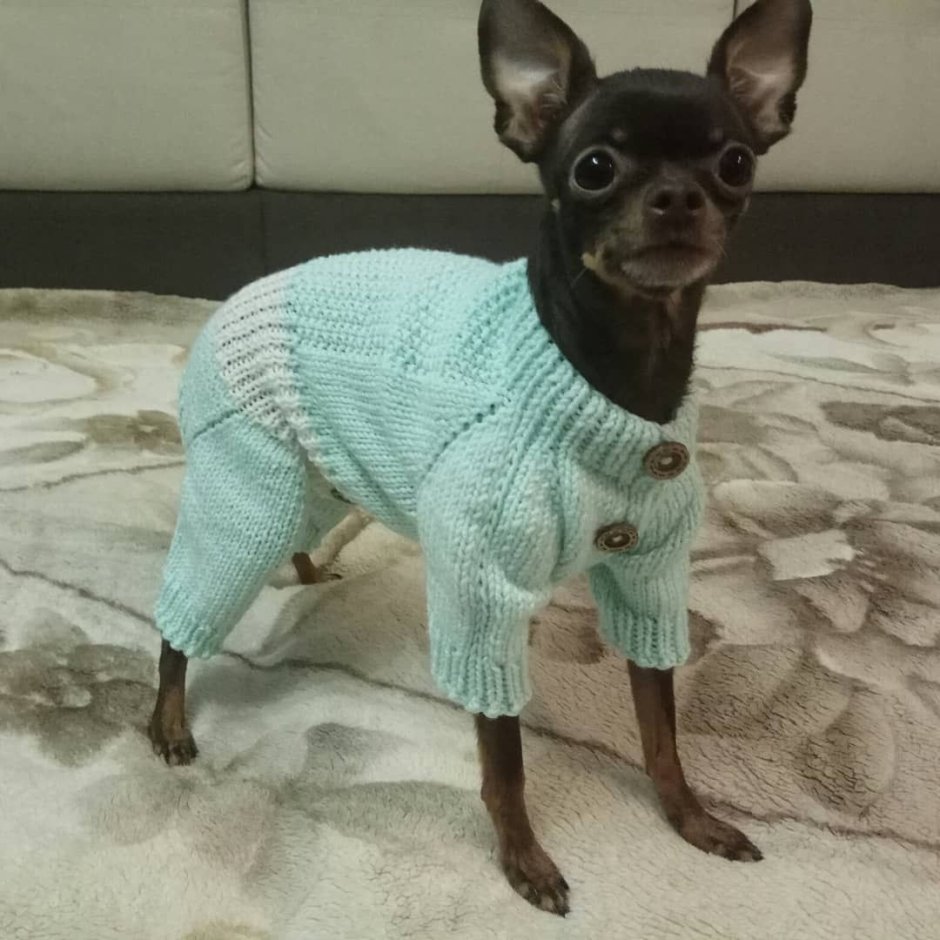 Свитер для той терьера