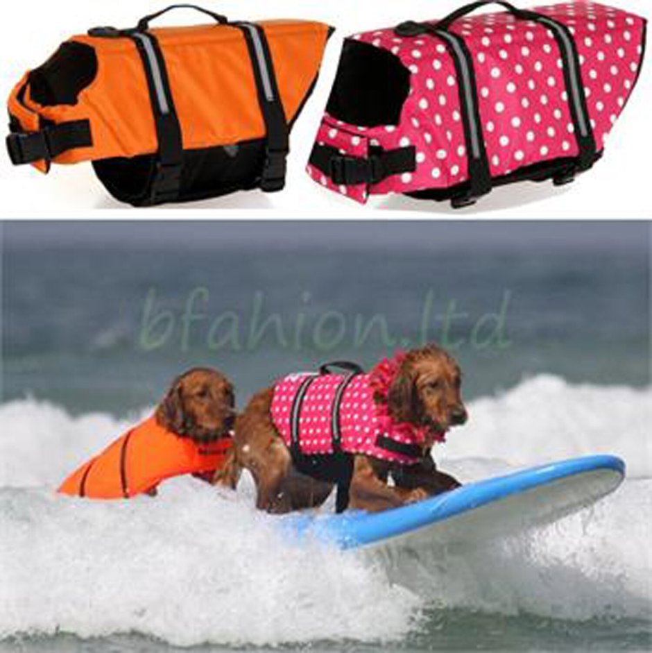 Спасательная собака