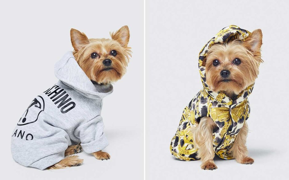 HM одежда для собак