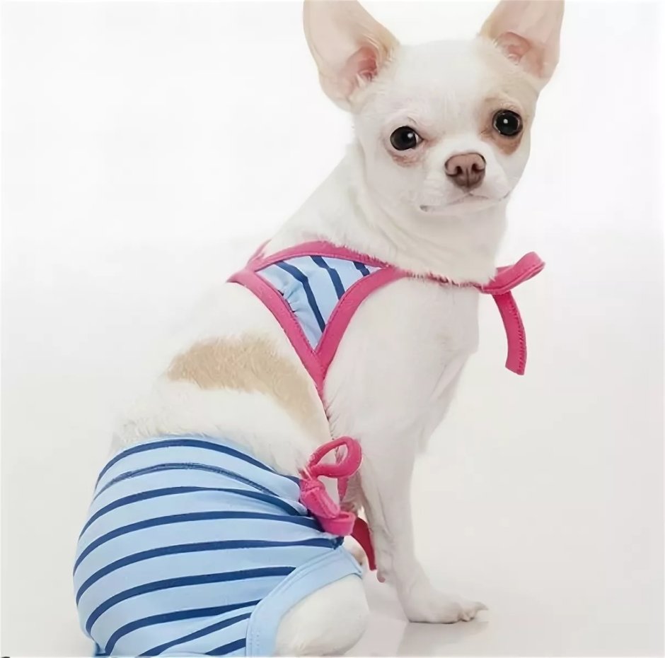 Купальник для чихуахуа