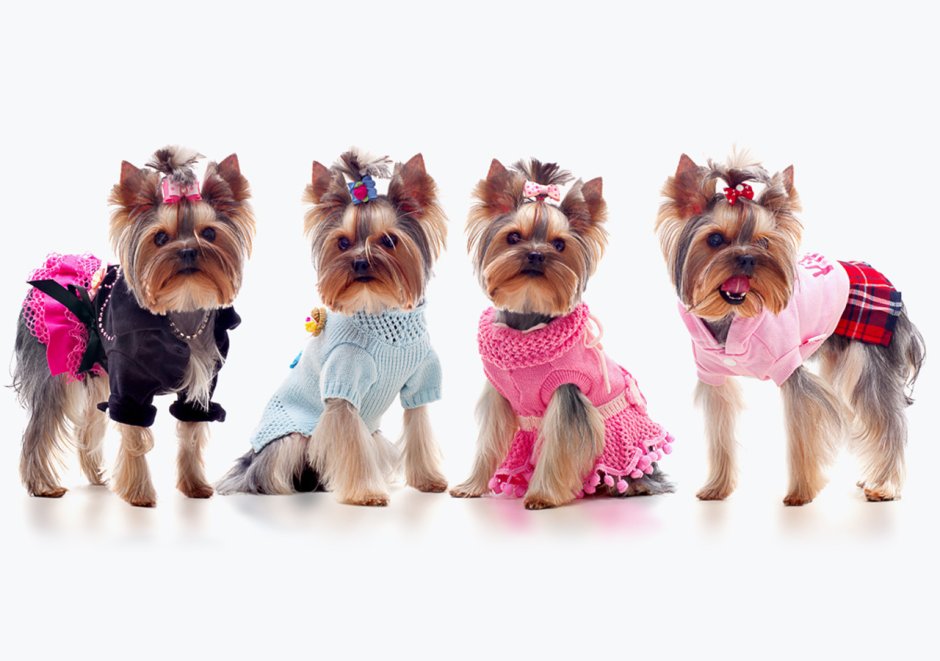 Гламурный Йоркширский терьер