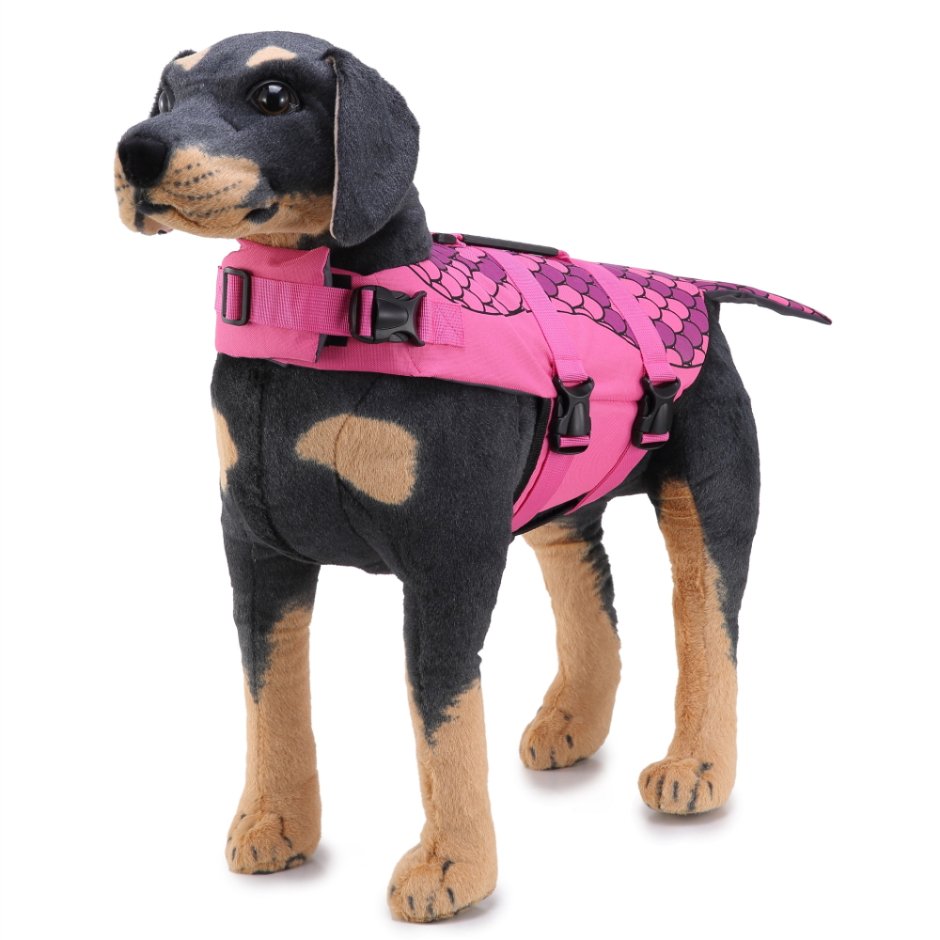 Собака в купальнике