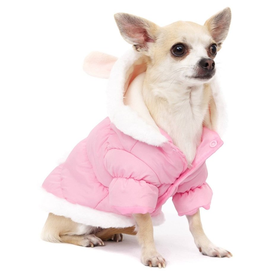Одежда для чихуахуа девочек
