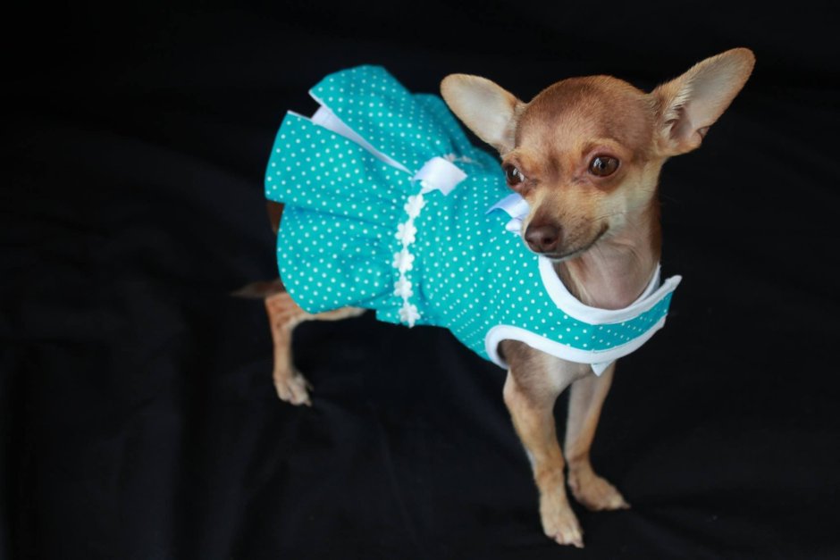 Сарафан для чихуахуа