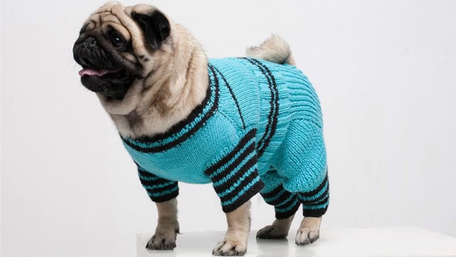 Вязаный комбинезон для МОПСА