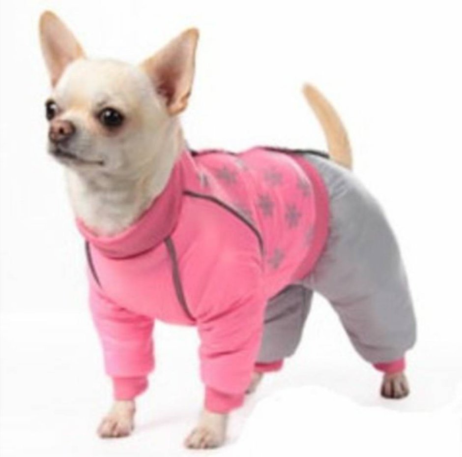 Зимние костюмы для чихуа