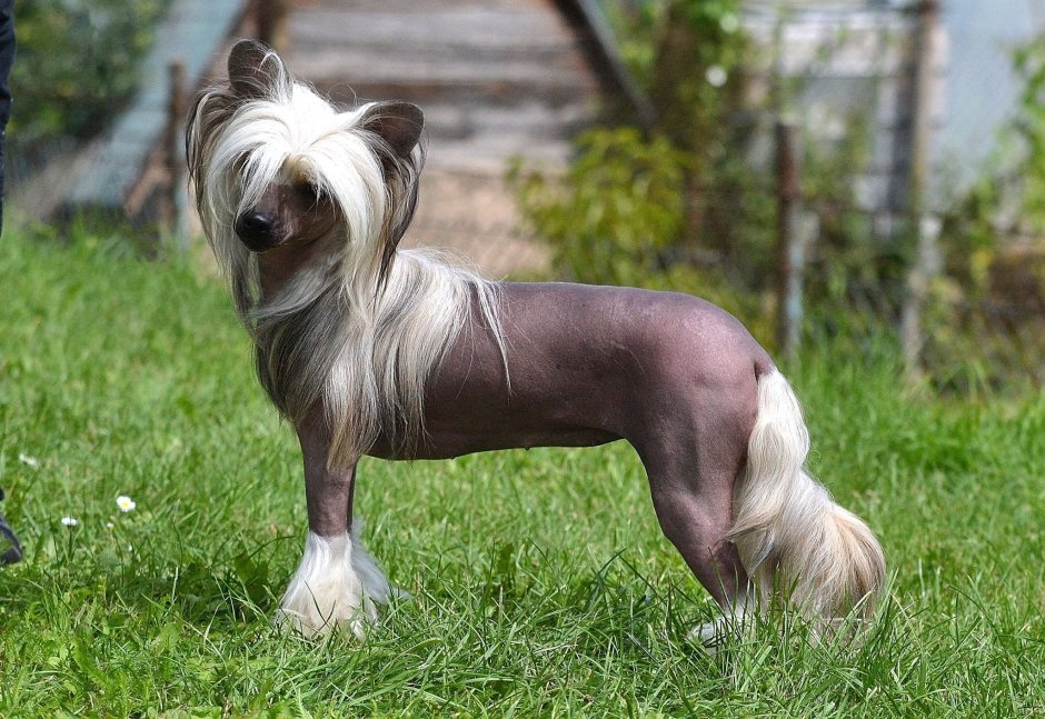 Китайская хохлатая собака приземистая