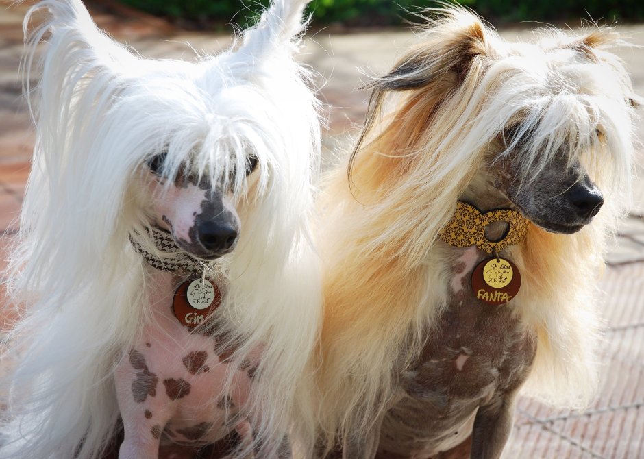 Китайская хохлатая собака паудер-Пафф