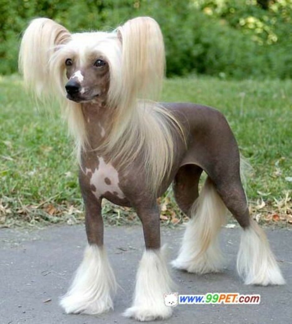 Китайская хохлатая пони