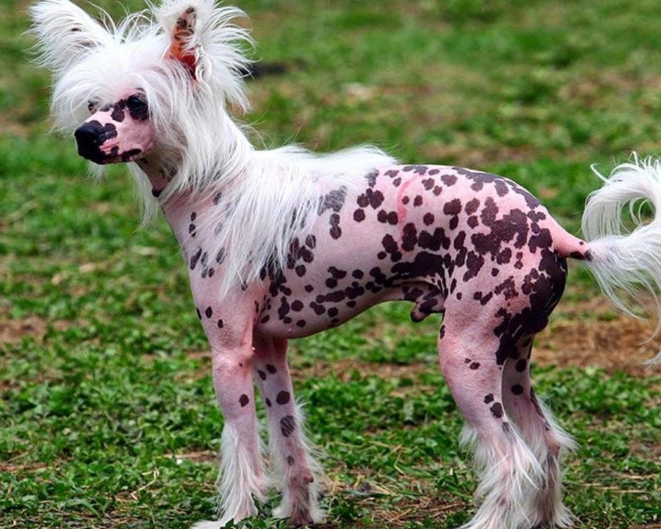 Китайская хохлатая розовая