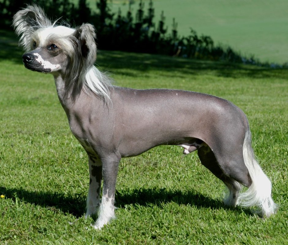 Собаки породы китайская хохлатая