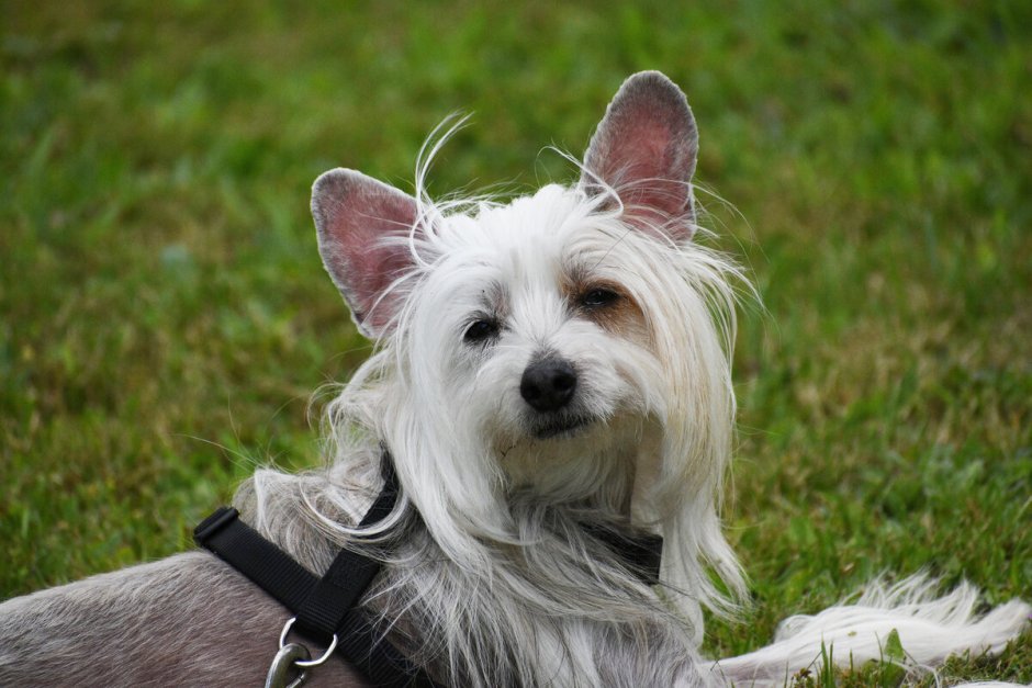 Чер терьер китайский