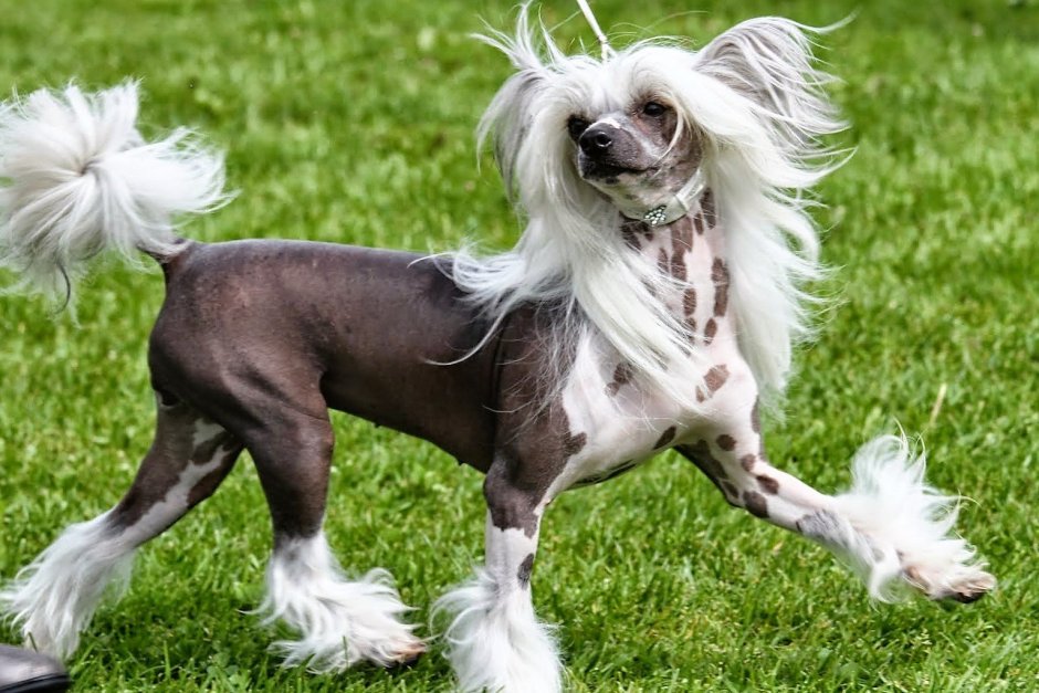 Мексиканская хохлатая собака