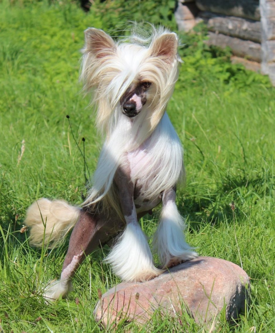 Японская хохлатая щенки