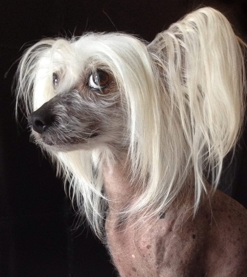 Китайская хохлатая лысая