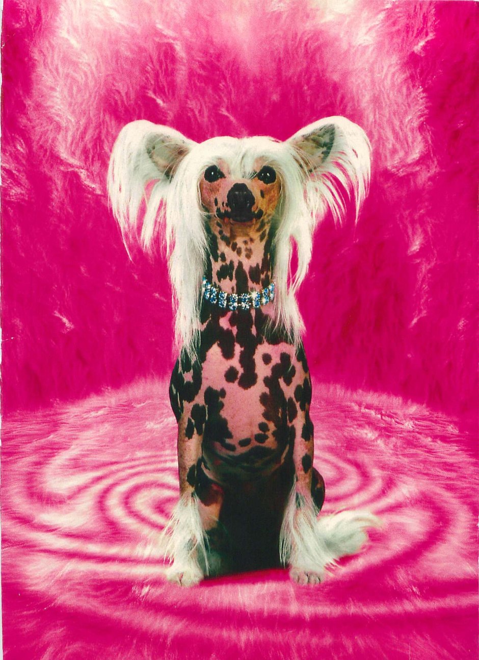 Китайская хохлатая собака в мультике Дисней