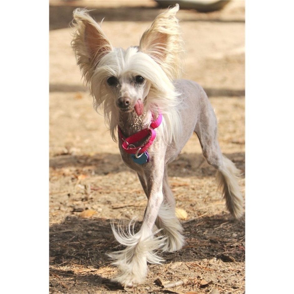 Китайская хохлатая тойтерьер