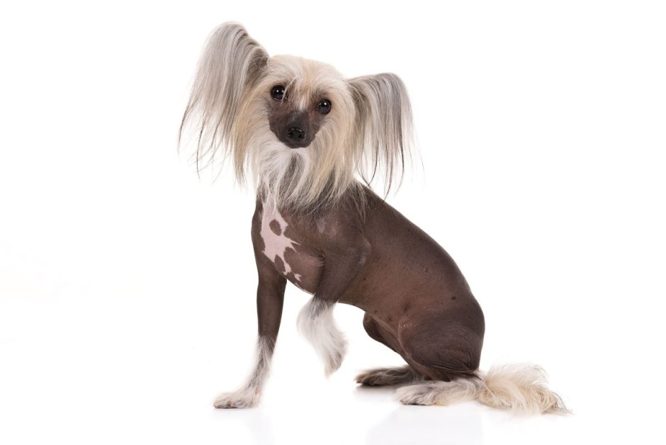 Китайская хохлатая лысая