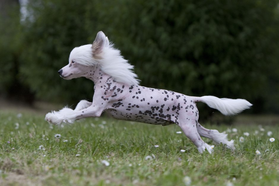 Собака Дельфин порода