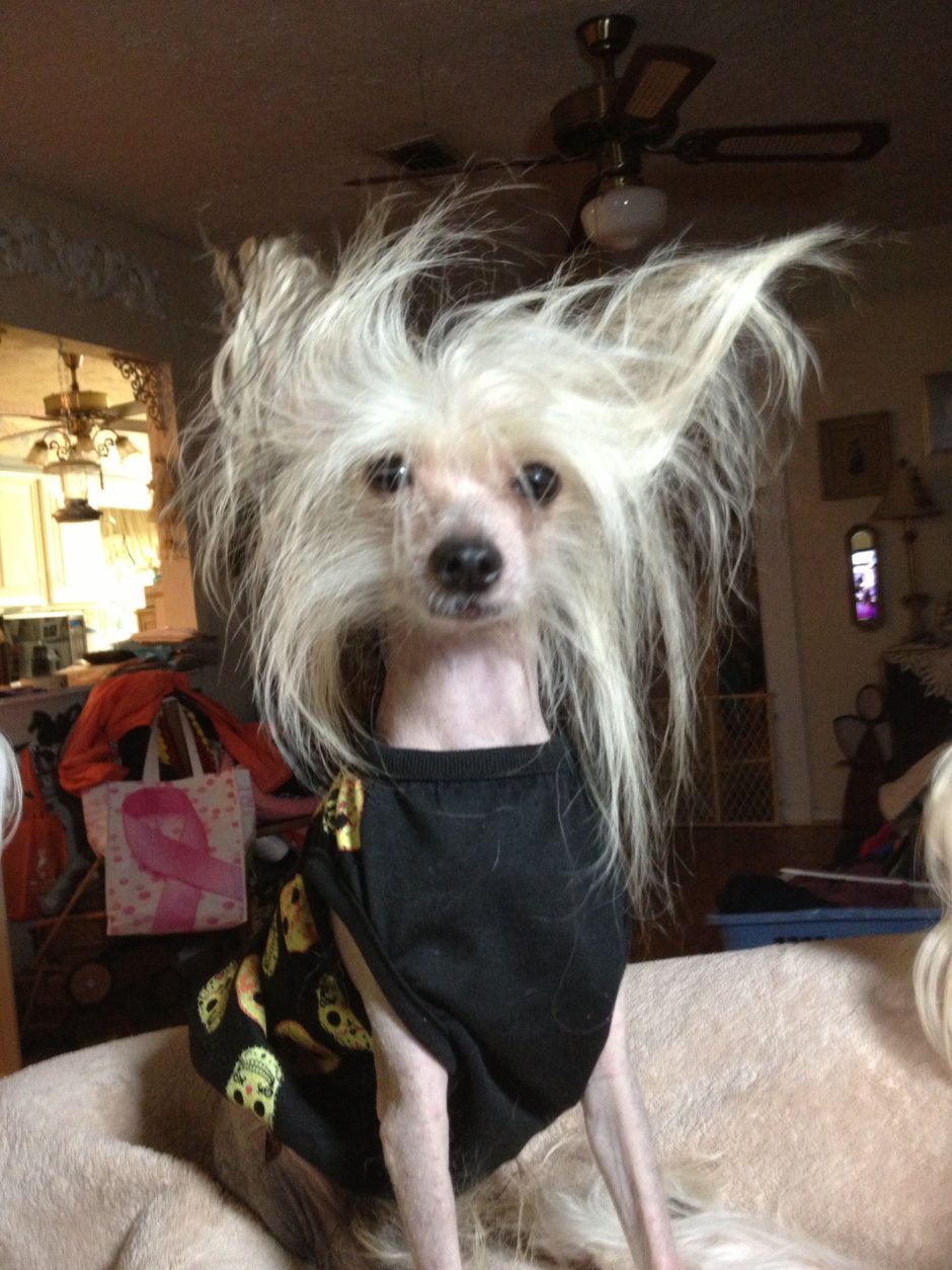 Хохлатая болонка