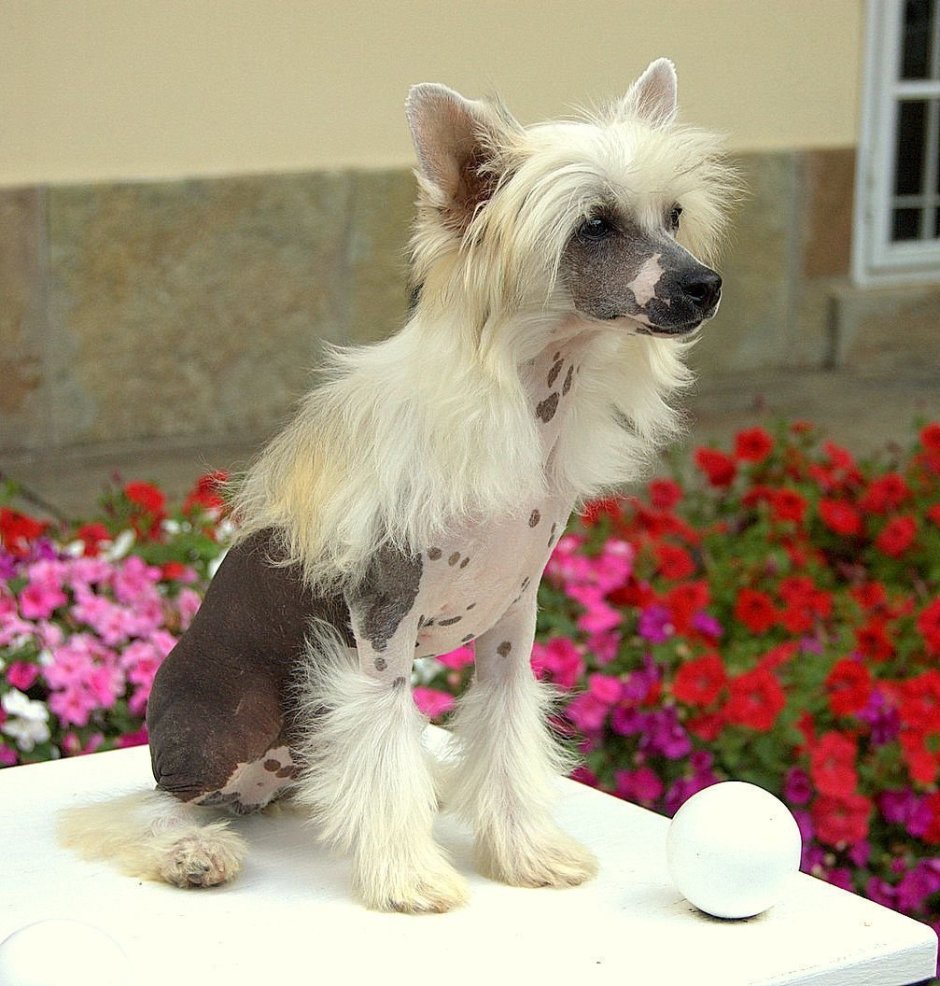 Китайская хохлатая