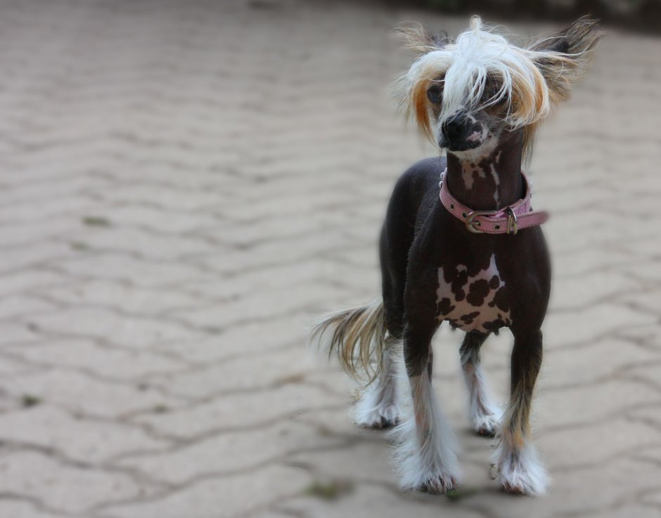 Мексиканская хохлатая собака пуховая