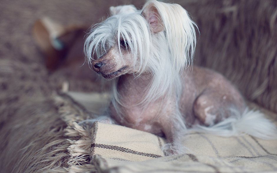 Китайская хохлатая