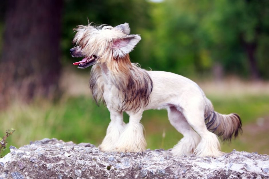 Китайская хохлатая лохматая