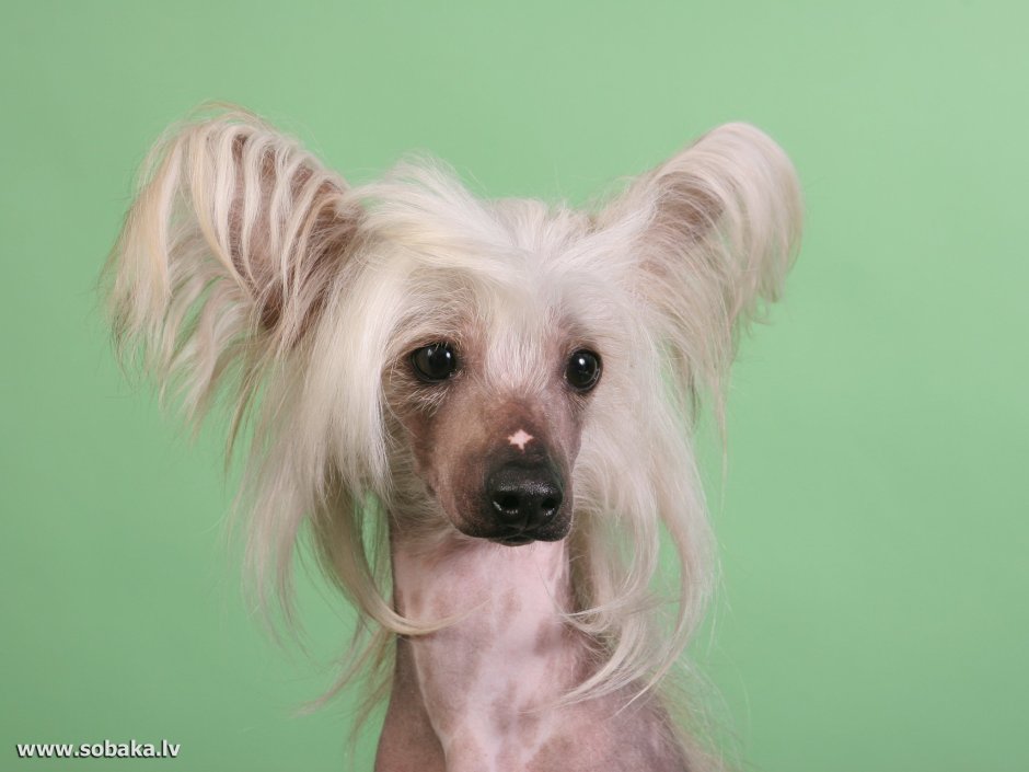 Японская хохлатая собачка