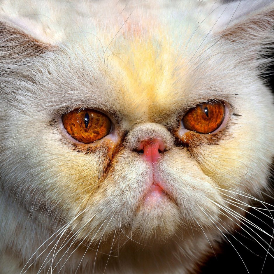 Экзоты злые кошки