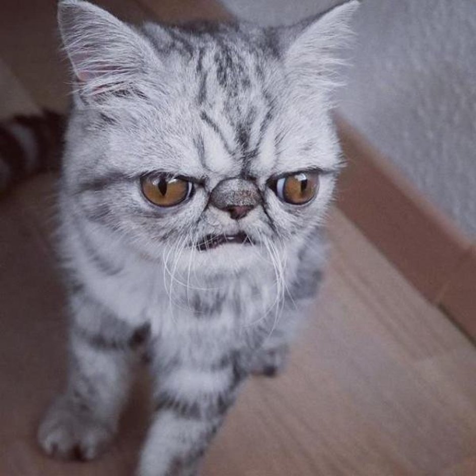 Кот экзот гермет