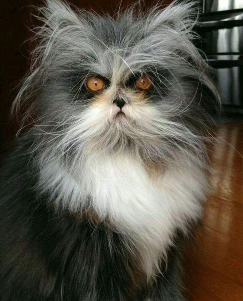 Атчум порода кошек