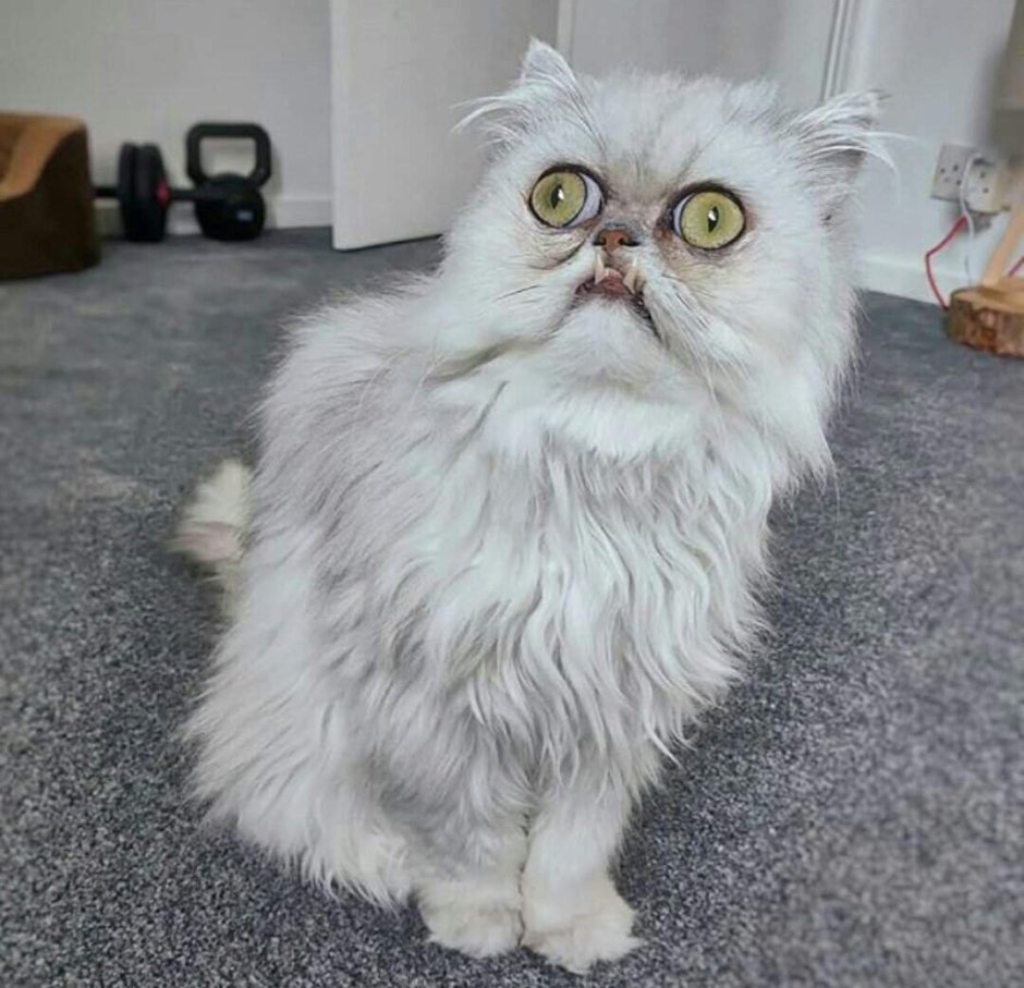 Порода кошек со злой мордой