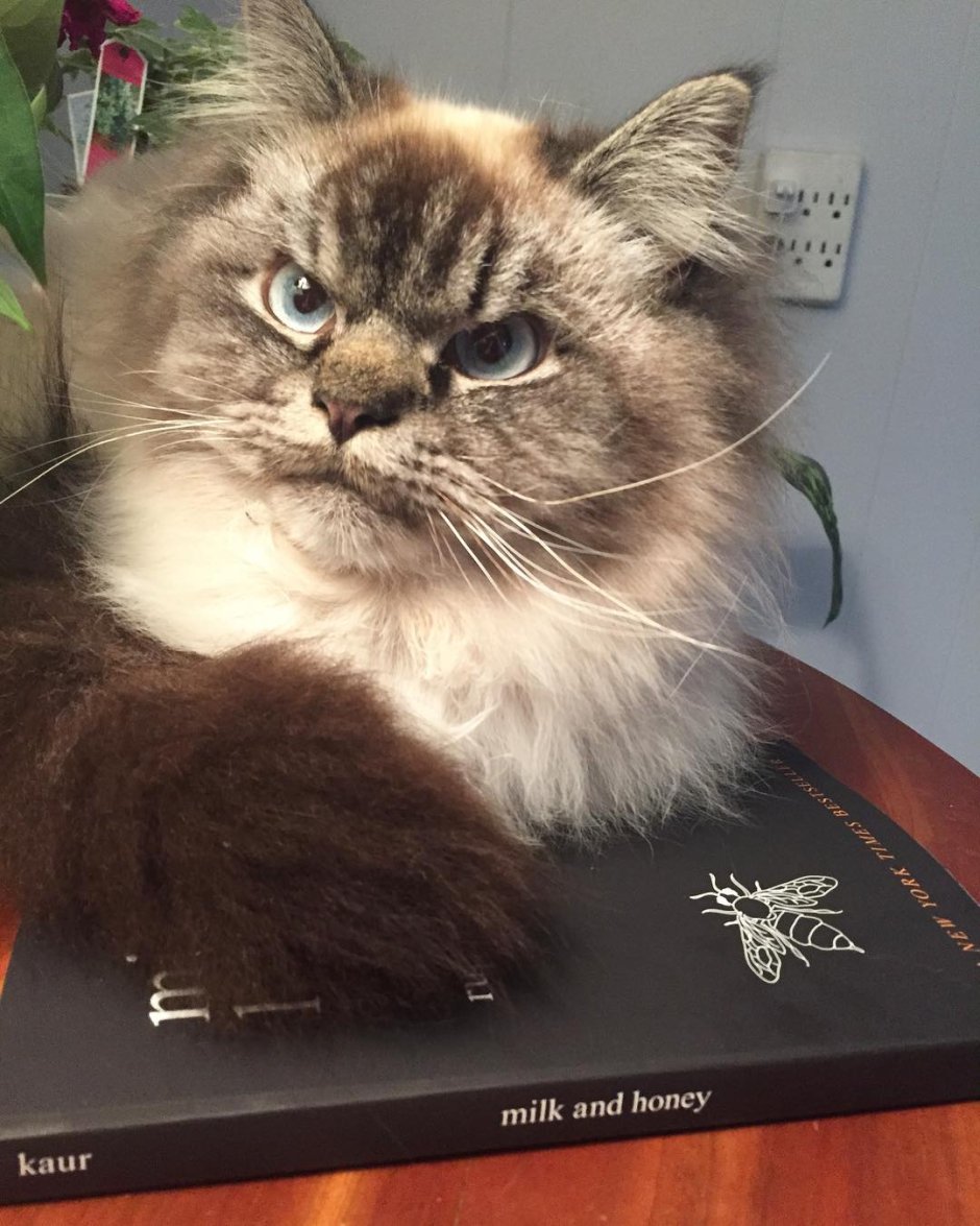 Самый злой кот в мире Мерлин