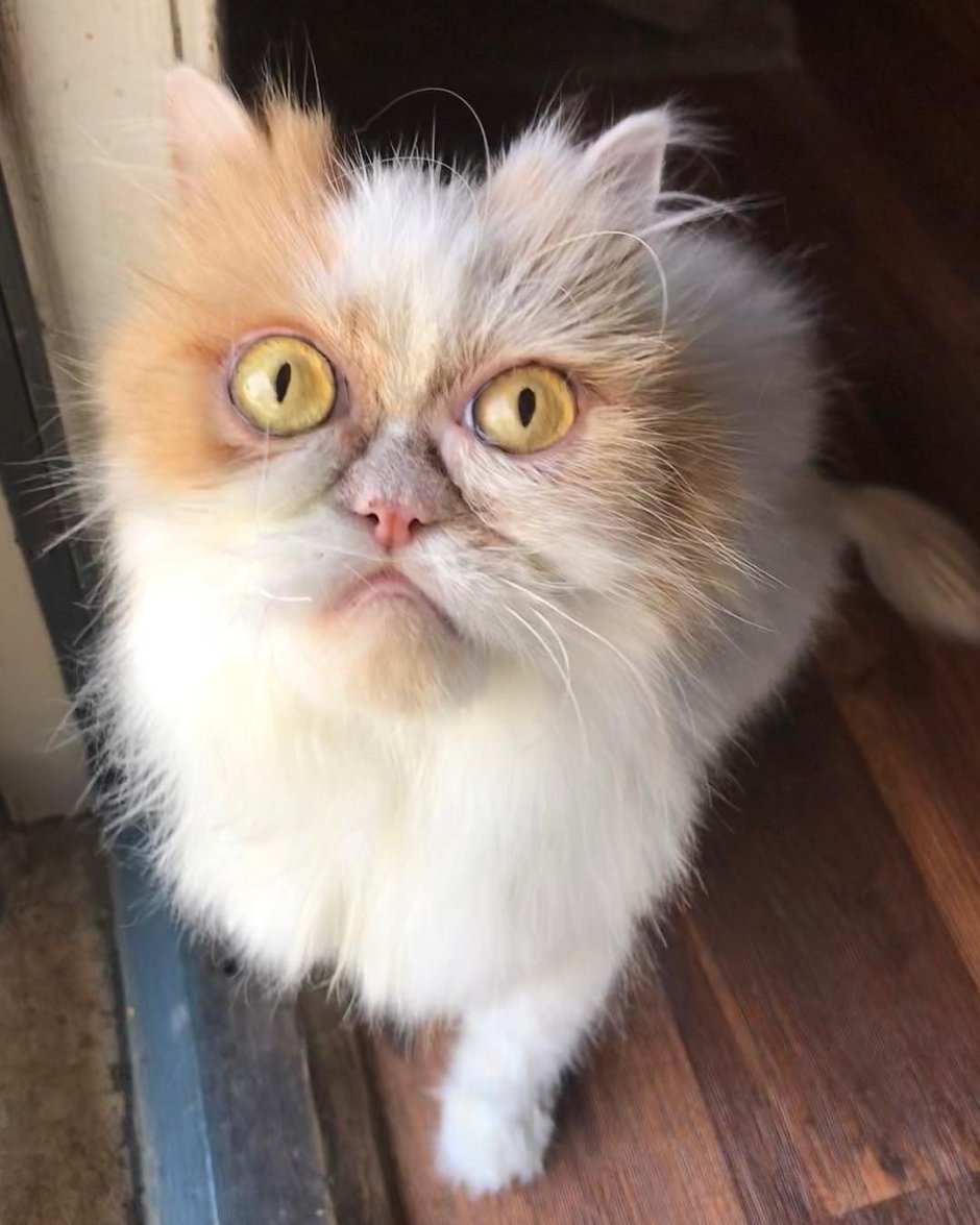 Самый сердитый кот