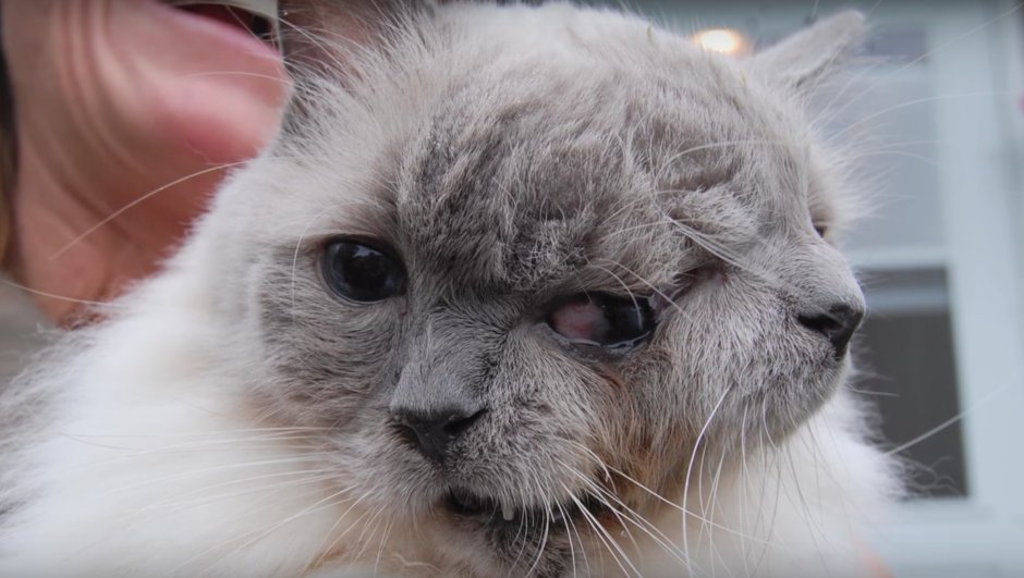 Двуликий кот Фрэнк и Луи